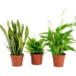 plantas-purificadoras-de-aire